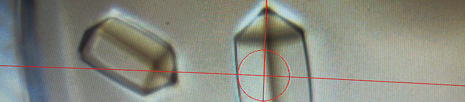 X_CHIP_headpict_01